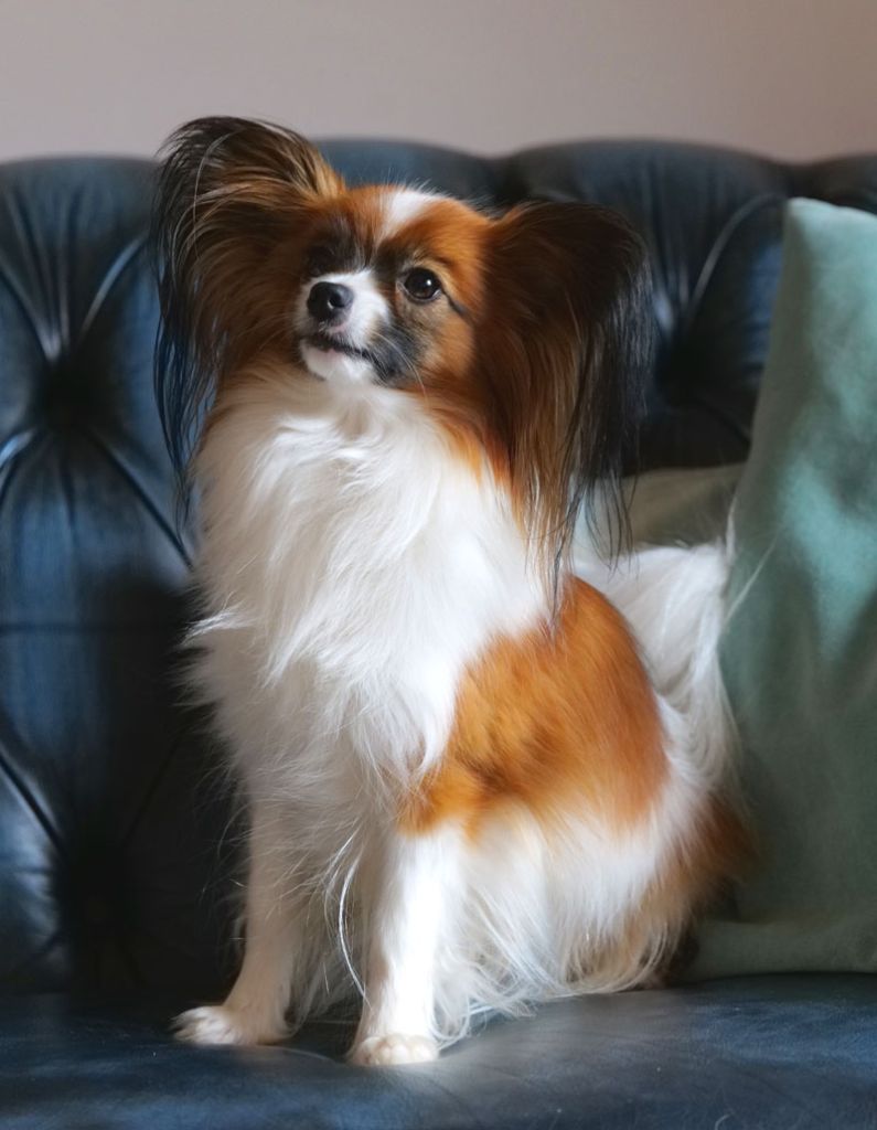 True tenderness des Jolis Morphos D'Eugénie