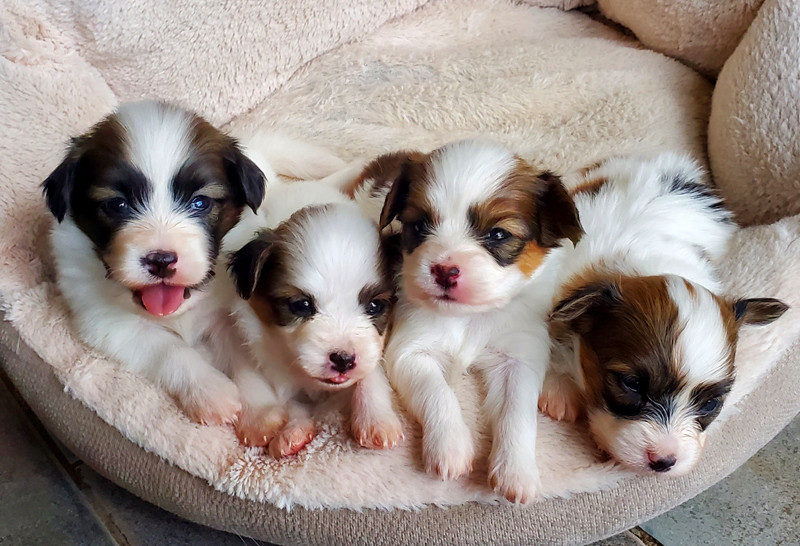 Chiot Epagneul nain Continental (Papillon) des Jolis Morphos D'Eugénie