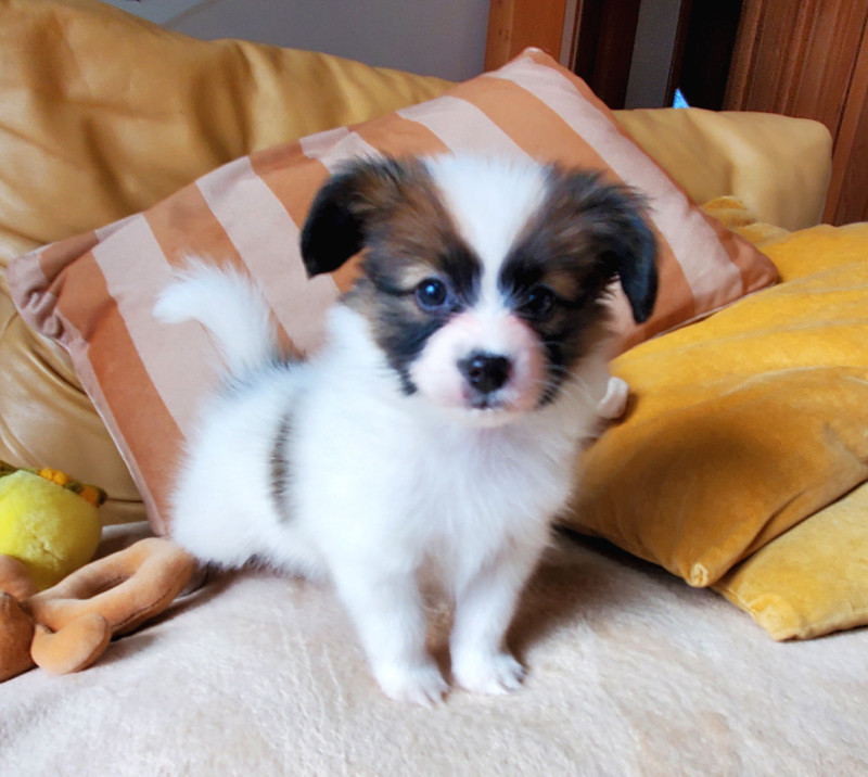 des Jolis Morphos D'Eugénie - Chiots disponibles - Epagneul nain Continental (Papillon)