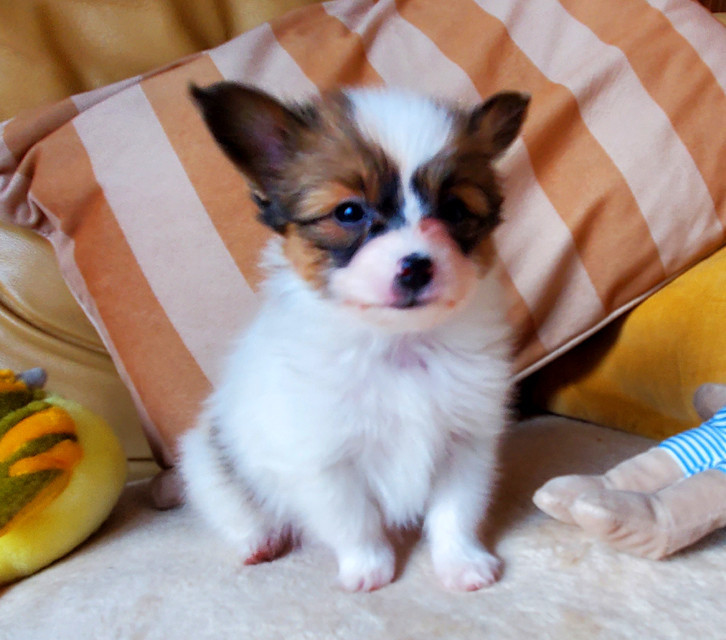 des Jolis Morphos D'Eugénie - Chiots disponibles - Epagneul nain Continental (Papillon)