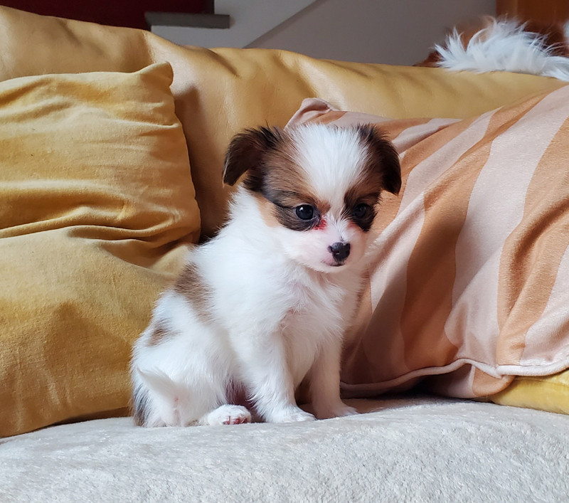 des Jolis Morphos D'Eugénie - Chiots disponibles - Epagneul nain Continental (Papillon)