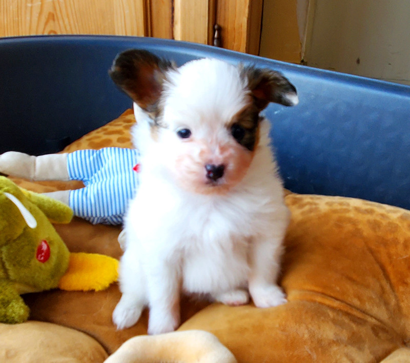 des Jolis Morphos D'Eugénie - Chiots disponibles - Epagneul nain Continental (Papillon)