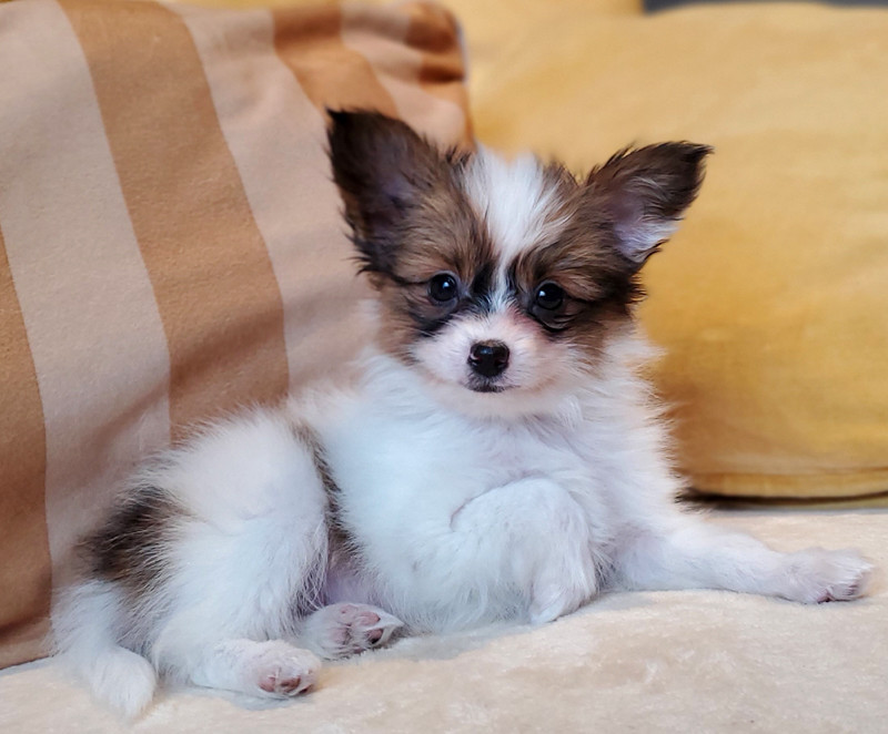 des Jolis Morphos D'Eugénie - Chiots disponibles - Epagneul nain Continental (Papillon)