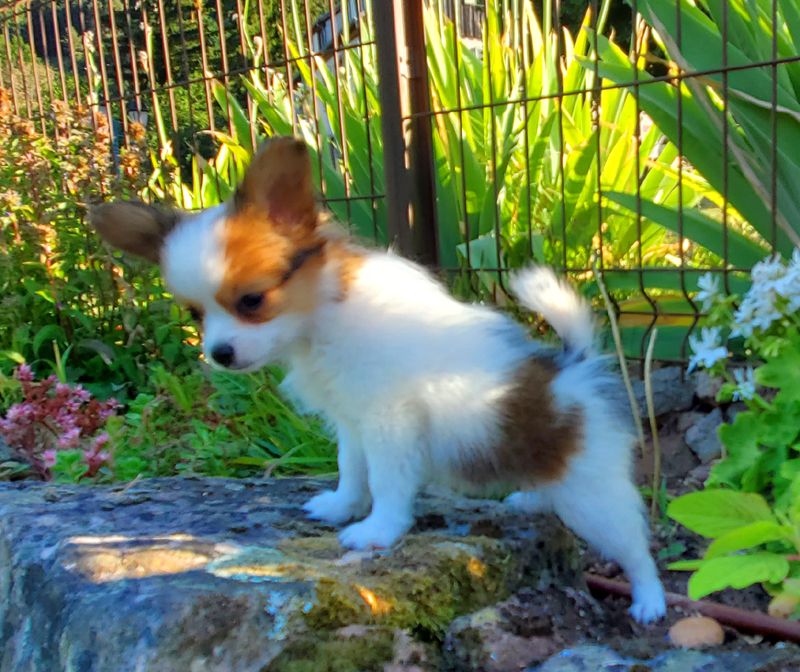 des Jolis Morphos D'Eugénie - Chiots disponibles - Epagneul nain Continental (Papillon)