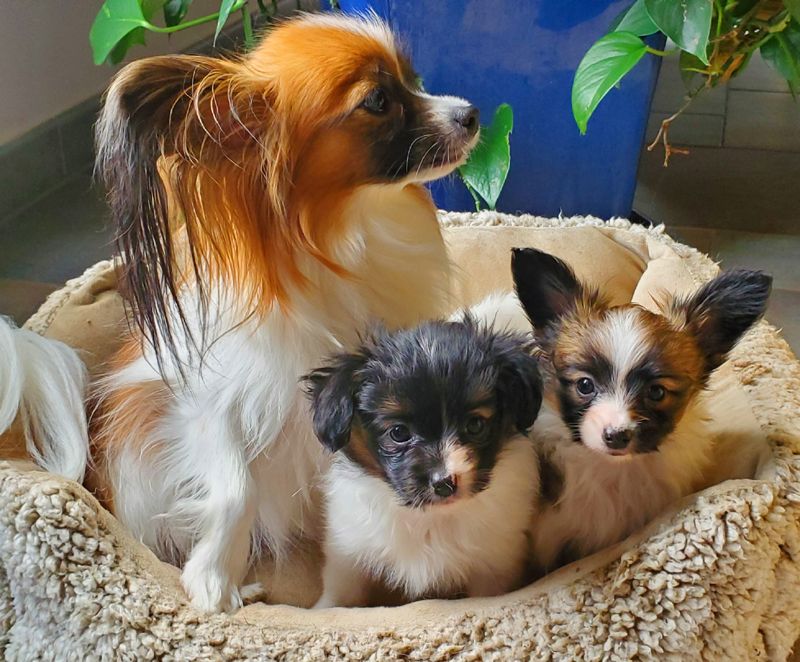 Chiot Epagneul nain Continental (Papillon) des Jolis Morphos D'Eugénie