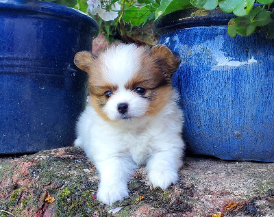 CHIOT 1