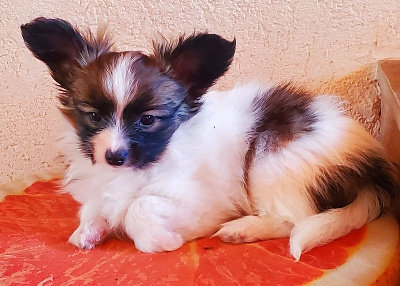 CHIOT 1