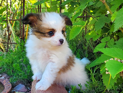 CHIOT 4