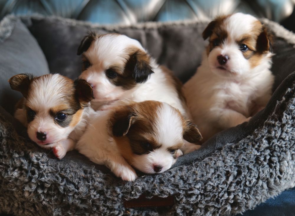 des Jolis Morphos D'Eugénie - Epagneul nain Continental (Papillon) - Portée née le 13/05/2025